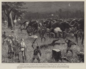 Zanzibaris scaring Elephants which were destroying a Banana Grove near Fort Bodo